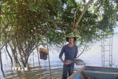 Niềm vui thu hoạch cá rôphi nuôi lồng trên hồ. (Ảnh: TTXVN phát)