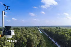 Tỉnh Cà Mau đã chủ động tăng cường ứng dụng công nghệ hiện đại để phát hiện sớm, phản ứng nhanh với các tình huống cháy rừng. (Ảnh: Huỳnh Anh/TTXVN)