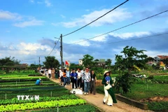 Khách quốc tế tham quan các điểm du lịch nông nghiệp thành phố Đà Nẵng. (Ảnh: Đoàn Hữu Trung/TTXVN)