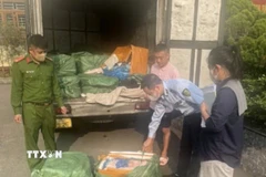 Lực lượng chức năng kiểm tra xe tải 29C-639.26 phát hiện hơn 1,3 tấn nầm lợn đổi màu, bốc mùi. (Ảnh: TTXVN phát)