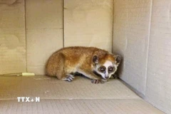 Cá thể cu li nhỏ được người dân phát hiện và giao nộp cho cơ quan chức năng. (Ảnh: TTXVN phát)