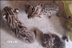 Ba cá thể mèo rừng được người dân giao nộp cho đại diện Hạt Kiểm lâm Khu vực II, Chi cục Kiểm lâm Tây Ninh. (Ảnh: TTXVN phát)