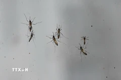 Chikungunya là một bệnh virus do muỗi truyền gây sốt và đau khớp nặng. (Ảnh: AFP/TTXVN