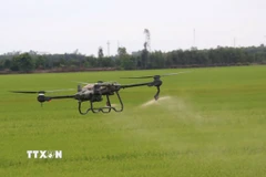 Thiết bị bay không người lái phun thuốc bảo vệ thực vật trên cánh đồng lúa xã Tân Nghĩa, huyện Cao Lãnh, Đồng Tháp. (Ảnh: Nguyễn Văn Trí/TTXVN)