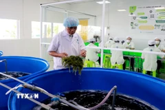 Khâu sơ chế rong nho được công nhân thực hiện cẩn thận trước khi đưa vào chế biến. (Ảnh: Đặng Tuấn/TTXVN)