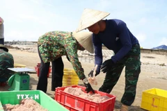 Trung bình mỗi thuyền ra khơi đánh bắt thu về từ 4 - 6 tạ cá mờm cơm, bán được với giá hàng chục triệu đồng. (Ảnh: Hoàng Ngà/TTXVN)