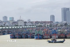 Tàu thuyền neo đậu tại âu thuyền Thọ Quang (phường Sơn Trà, thành phố Đà Nẵng) để tránh trú bão. (Ảnh: Khoa Chương/TTXVN)