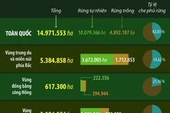 Năm 2025, cả nước có hơn 14.97 triệu hécta rừng