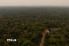 Quang cảnh rừng Amazon tại Porto Velho, bang Rondonia, Brazil. (Ảnh: THX/TTXVN)