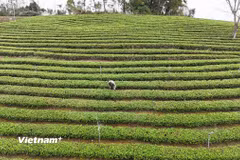 Vùng chè đặc sản xã Đồng Hỷ, tỉnh Thái Nguyên. (Ảnh: PV/Vietnam+)