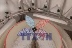 Hé lộ trí tuệ tập thể đáng kinh ngạc của loài kiến dệt khi xây tổ