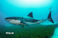 Cá mập trắng. (Ảnh: THX/TTXVN)