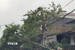 Cây đổ do gió bão bên đường Quốc lộ 1, đoạn qua phường Thành Sen, Hà Tĩnh. (Ảnh: Hoàng Ngà/TTXVN)