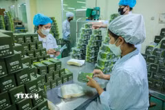 Công ty cổ phần dược Lâm Đồng đầu tư nguồn nguyên liệu sạch, dây chuyền sản xuất hiện đại nâng tầm giá trị thảo dược Việt. (Ảnh: Hoàng Hiếu/TTXVN)
