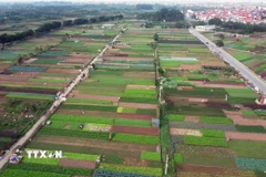 Hoài Đức là huyện có vùng chuyên canh sản xuất rau lớn nhất thành phố Hà Nội, cung cấp hơn 300 tấn sản phẩm/ngày. (Ảnh: Vũ Sinh/TTXVN)