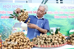 Tỉnh Hưng Yên có khoảng 5.800ha nhãn, năm nay, nhờ điều kiện thời tiết thuận lợi cây nhãn sinh trưởng tốt cho sản lượng tăng khoảng 15% so với năm 2024. (Ảnh: Thế Duyệt/TTXVN)