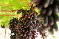 Giống nho ngón tay đen không hạt trồng tại xã Vĩnh Hải, tỉnh Khánh Hòa. (Ảnh: Nguyễn Thành/TTXVN)