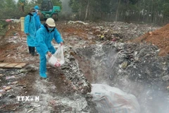 Lực lượng chức năng xử lý tiêu hủy lợn bệnh và xử lý ổ dịch. (Ảnh: TTXVN phát)