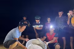 Thả rùa con về biển. (Ảnh: Báo Gia Lai)
