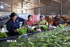 Sơ chế chuối xuất khẩu tại xưởng đóng gói của Công ty Cổ phần cao su Thống Nhất, xã Nghĩa Thành, Thành phố Hồ Chí Minh - một trong những mặt hàng nông sản xuất khẩu sang thị trường New Zealand, Australia, Nhật Bản, Hàn Quốc, Trung Quốc, Hoa Kỳ. (Ảnh: Hoàng Nhị/TTXVN)