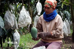 Giá xoài Đài Loan đang thấp kỷ lục và theo tính toán của nông dân thì tiền bán xoài chưa đủ để trả tiền mua túi bọc. (Ảnh: Hưng Thịnh/TTXVN)