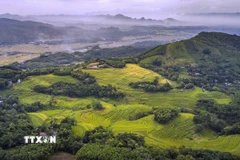 Vẻ đẹp của những thửa ruộng bậc thang Miền Đồi (Phú Thọ) không thua kém gì so với những vùng đất vốn đã rất nổi tiếng về ruộng bậc thang như Lào Cai. (Ảnh: Trọng Đạt/TTXVN)