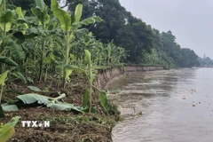 Do hiện tượng sạt lở bờ sông Thao, hàng chục hécta diện tích trồng chuối của người dân ở khu 7, xã Lâm Thao, tỉnh Phú Thọ bị trôi xuống sông. (Ảnh: Tạ Toàn/TTXVN)