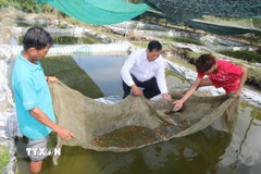 Mô hình sản xuất cá kiểng ở xã Mỹ Thành. (Ảnh: Minh Trí/TTXVN)