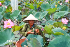 Nông dân xã Triệu Cơ (Quảng Trị) thu hoạch đài sen. (Ảnh: Tường Vi/TTXVN)