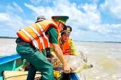 Cà Mau thả cá thể đồi mồi về với biển. (Ảnh TTXVN phát)