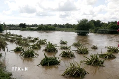 Nhiều diện tích thanh long dọc sông Cà Ty, phường Bình Thuận, bị ngập sâu. (Ảnh: Hồng Hiếu/TTXVN)