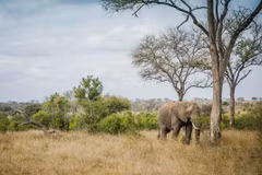 Voi trên thảo nguyên ở Vườn quốc gia Kruger, Nam Phi. (Ảnh: Mongabay)