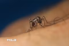 Virus Tây sông Nile chủ yếu lây qua muỗi đã hút máu chim nhiễm bệnh. (Ảnh: Tân hoa xã/TTXVN)