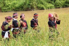 Tết cơm mới là nghi lễ linh thiêng để giữ hồn lúa mẹ của bà con dân tộc Xá Phó. (Ảnh: Cổng thông tin điện tử tỉnh Lào Cai)