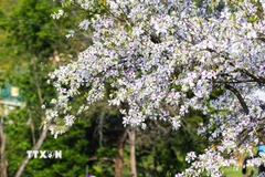 Hoa ban khoe sắc khắp phố phường Điện Biên. (Ảnh: Phan Quân/TTXVN)