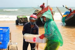 Vận chuyển sứa lên bờ để mang đi tiêu thụ. (Ảnh: Thanh Thủy/TTXVN)