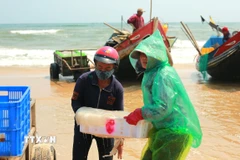 Vận chuyển sứa lên bờ để mang đi tiêu thụ. (Ảnh: Thanh Thủy/TTXVN)
