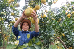 Nông dân phường Chũ, tỉnh Bắc Ninh, phấn khởi thu hoạch bưởi. (Ảnh: Thanh Thương/TTXVN)