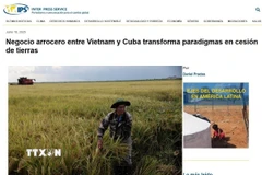 Bài viết “Hợp tác lúa gạo với Việt Nam thay đổi mô hình nhượng quyền đất đai của Cuba” của hãng tin IPS đăng tải ngày 18/6. (Ảnh: chụp màn hình)