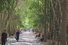 Con đường tre giữa lòng thủ đô Bắc Phi. (Ảnh: Hữu An/TTXVN)