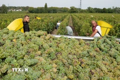 Nông dân thu hoạch nho tại Leognan, Bordeaux, Pháp. (Ảnh: THX/TTXVN)