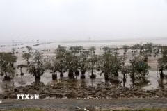 Rừng ngập mặn mới trồng tại xã Vạn Lộc, Thanh Hóa. (Ảnh: Nguyễn Nam/TTXVN)