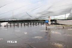 Các hồ nuôi áp dụng công nghệ tự động gần như toàn bộ từ điều tiết nước, cho tôm ăn, tạo oxy… tại Vùng nuôi trồng thủy sản tập trung tại xã Bắc Trạch, tỉnh Quảng Trị. (Ảnh: Tá Chuyên/TTXVN)