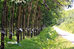 Những hàng cao su thẳng tắp mọc lên trên mảnh đất xã Cồn Tiên (Quảng Trị), từng dày đặc bom mìn sót lại sau chiến tranh. (Ảnh: Tá Chuyên/TTXVN)