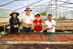 Chuyên gia Harro Boekhold chia sẻ: Khe Sanh không cần trở thành bản sao của bất kỳ vùng càphê nổi tiếng nào trên thế giới; giá trị của vùng đất này nằm ở câu chuyện về con người, hạt càphê và hành trình từ chiến tranh đến hòa bình. (Ảnh: TTXVN phát)