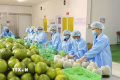 Đóng gói bưởi da xanh xuất khẩu tại Chợ Lách, Vĩnh Long. (Ảnh: Hồng Nhung/TTXVN)