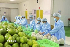 Đóng gói bưởi da xanh xuất khẩu tại Chợ Lách, Vĩnh Long. (Ảnh: Hồng Nhung/TTXVN)