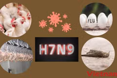 (Nguồn: Vietnam+)