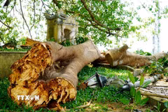 Nhánh đa gãy đã làm hư hỏng nghiêm trọng trụ đèn chiếu sáng. (Ảnh: Lê Phước Ngọc/TTXVN)