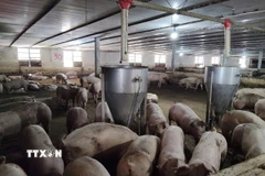 Gía tăng trở lại trang trại chăn nuôi Trang Linh (Công ty TNHH Trang Linh), xã Xuyên Mộc đã mạnh dạn tái đàn để phục vụ thị trường, với quy mô 50.000 con lợn. (Ảnh: Hoàng Nhị/TTXVN)